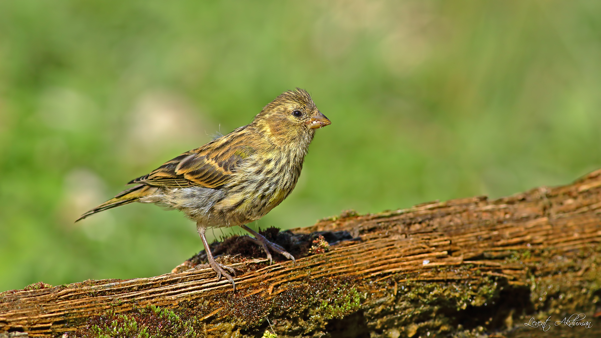 European Serin